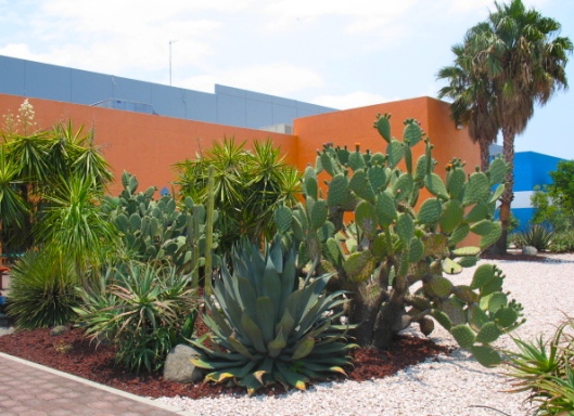cacti outside one of our lecture sites