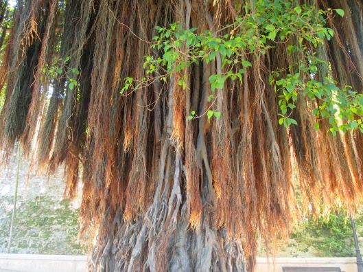 Frayed tree near Puerta de San Juan
