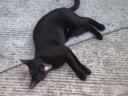 One of many cats roaming the grounds of Paseo del Morro