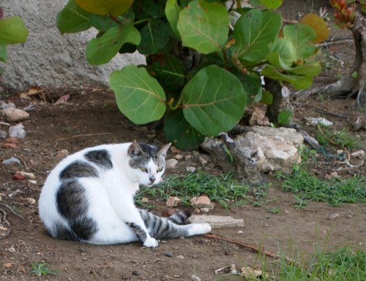 A pregnant cat along Paseo del Morro