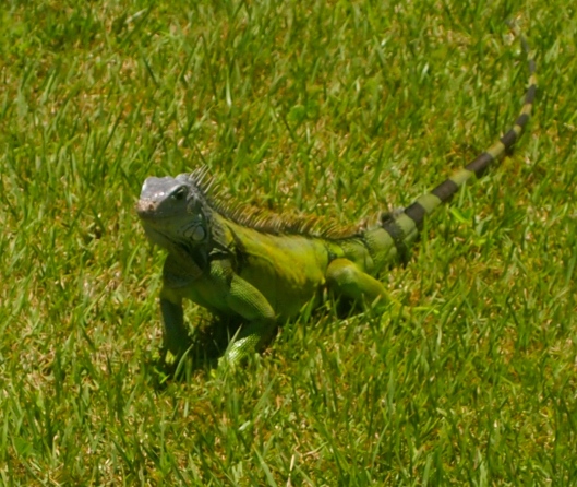Iguana on the grounds of Castillo de San Cristóbal