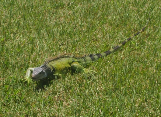 Mr. Iguana