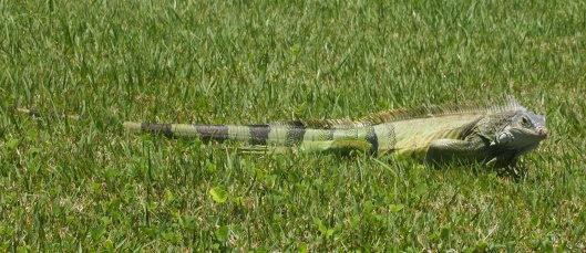 camouflaged iguana