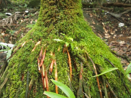 Root systems on Big Tree Trail