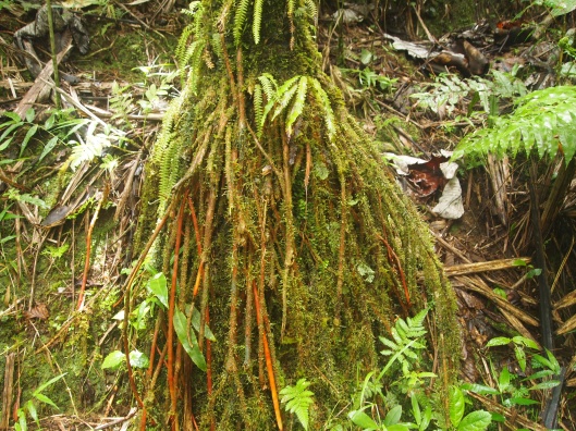 Roots on Mt Britton Trail