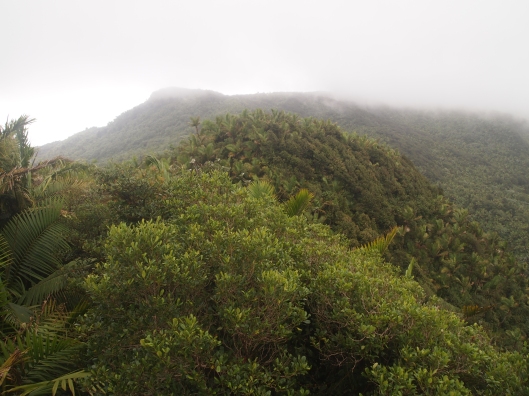 In the cloud forest, Mt Britton Tower