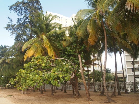 the beach near our hotel in Ocean Park/Condado