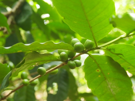close up of the coffee plant